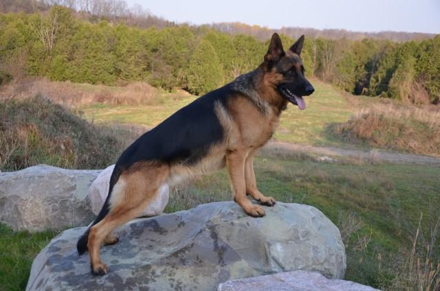 German Shepherd CH "Greer" at Cher Car Kennels