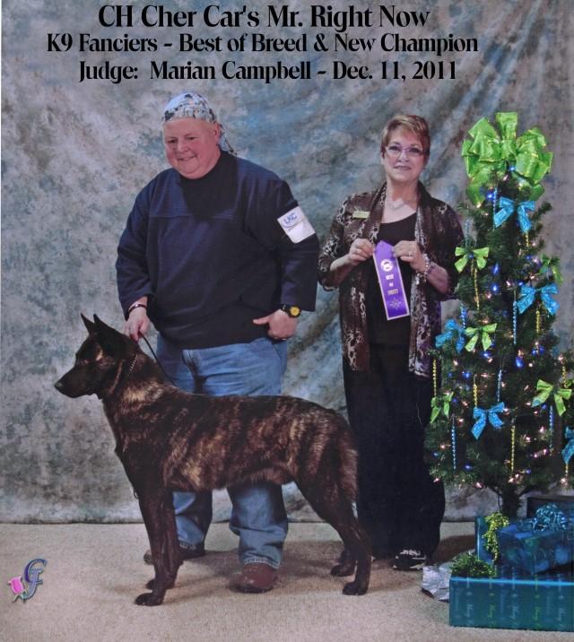 Dutch Shepherd CH "Lother" at Cher Car Kennels
