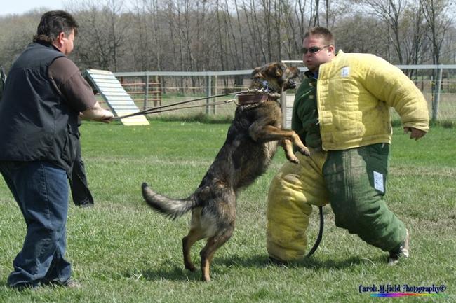 German Shepherd "Ela" at Cher Car Kennels