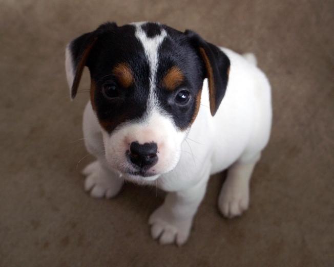 Parson Jack Russell Terrier puppies for sale at Cher Car Kennels