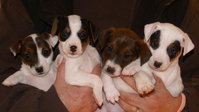 Jack Russell puppies at Cher Car Kennels