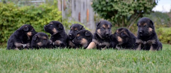 German Shepherd puppies for sale at Cher Car Kennels