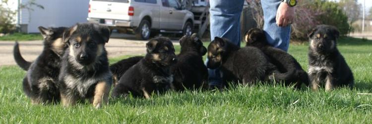 German Shepherd puppies for sale at Cher Car Kennels