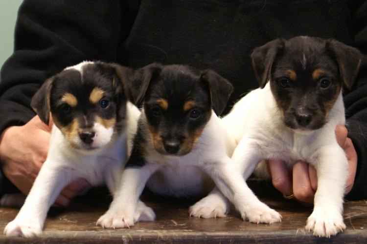 Jack Russell Terrier puppies at Cher Car Kennels