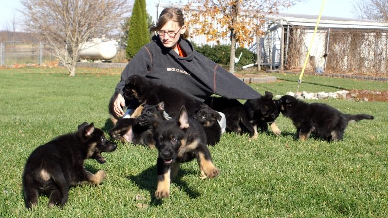 German Shepherd puppies at Cher Car Kennels