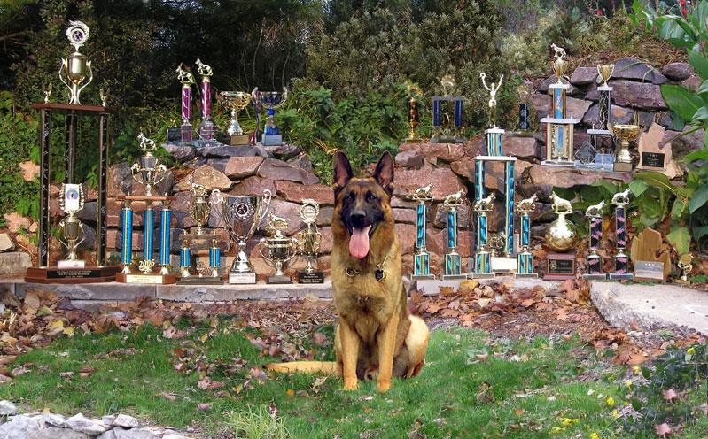 Nicky had an amazing 97% placement record in competition (placing in 32 of 33 shows, winning 55% of those and taking 2nd place in 30%) while competing in 5 separate performance sports and 7 distinctly different protection venues.