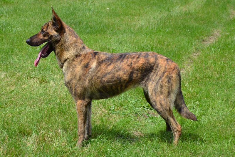 Dutch Shepherd puppies at Cher Car Kennels
