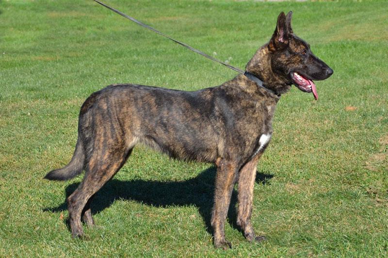 Dutch Shepherd puppies for sale at Cher Car Kennels