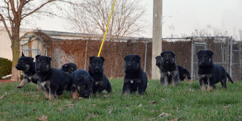 German Shepherd puppies for sale at Cher Car Kennels