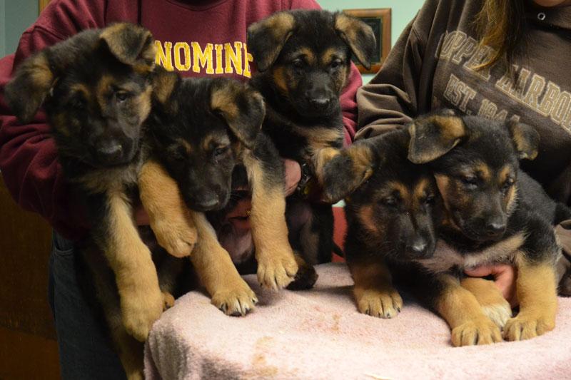 German Shepoherd puppies for sale at Cher Car Kennels