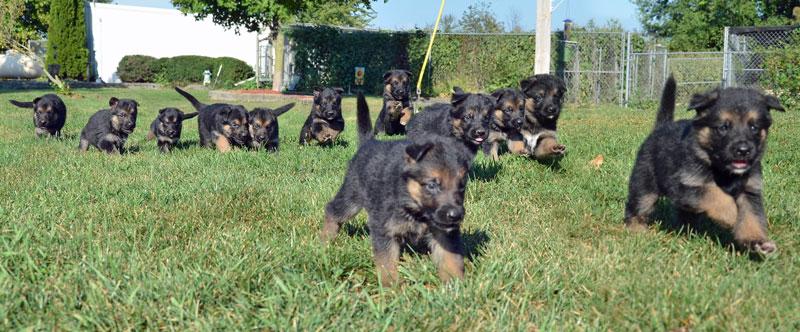 German Shepherd puppies available at Cher Car Kennels