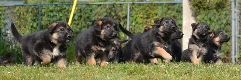 German Shepherd puppies for sale at Cher Car Kennels