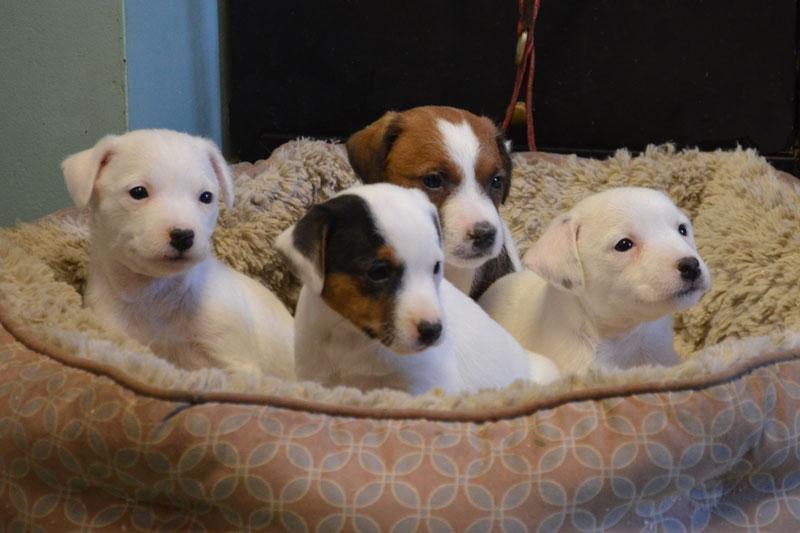 Parson Jack Russell Terrier puppies for sale at Cher Car Kennels