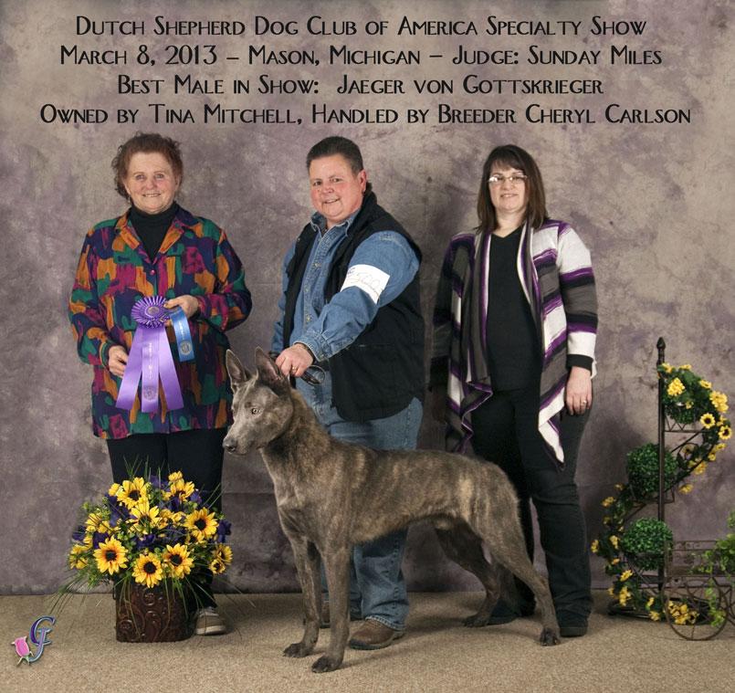 Dutch Shepherd puppise for sale at Cher Car Kennels.