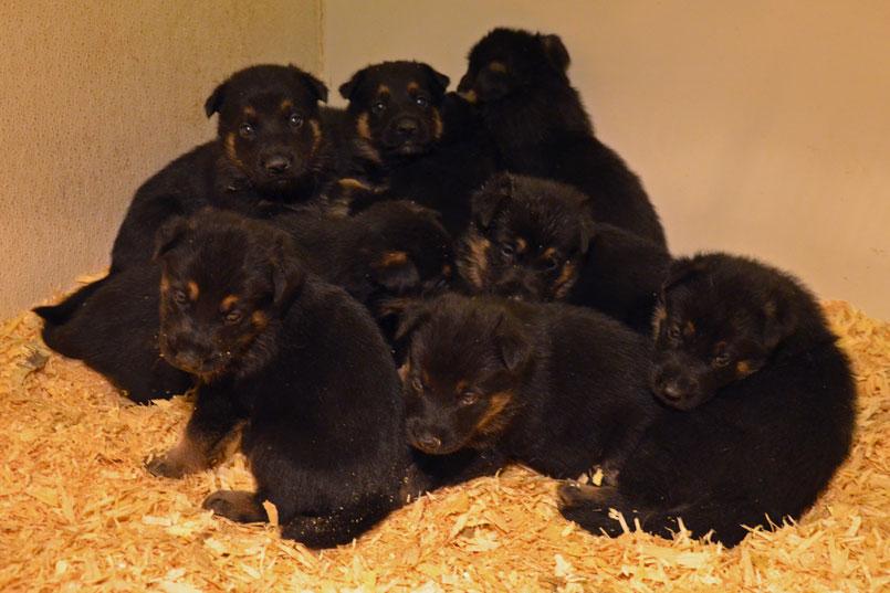 German Shepherd puppies for sale at Cher Car Kennels