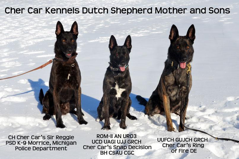 Dutch Shepherds from Cher Car Kennels