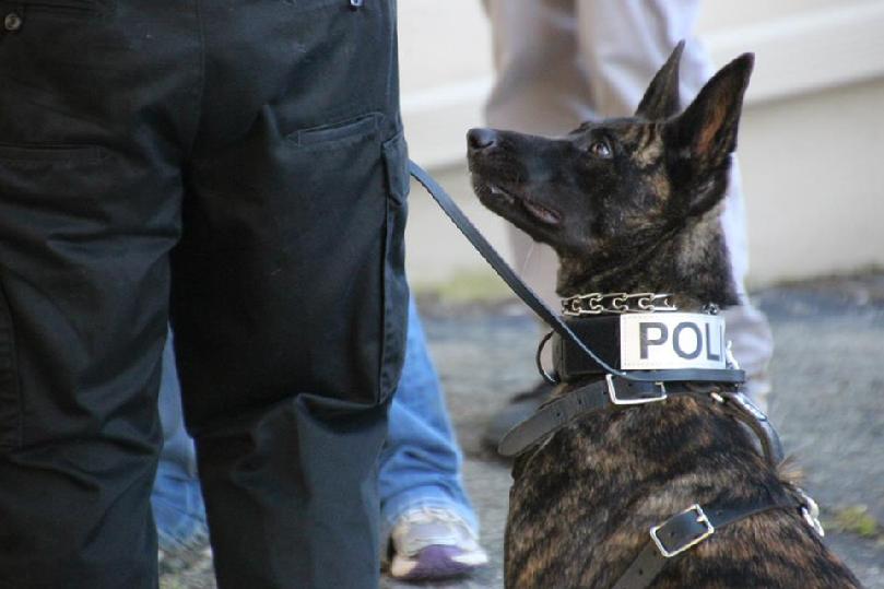 Andrew Duguay's dual purpose PSD K9 "Blitz" of the Jasonville, Indiana Police Department