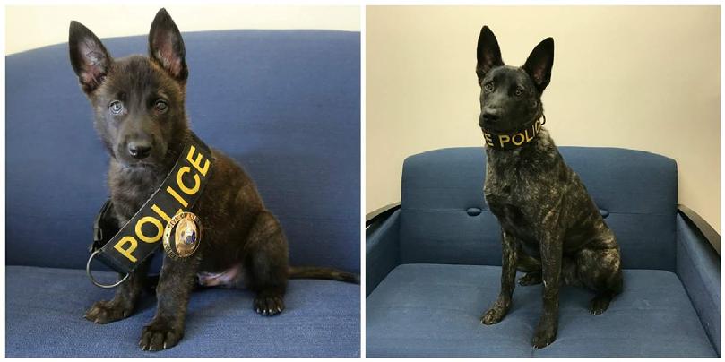 Dutch Shepherd Police Dog from Cher Car Kennels