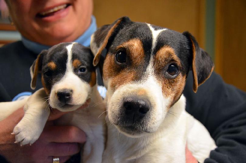 Parson Jack Russell Terrier puppies for sale at Cher Car Kennels