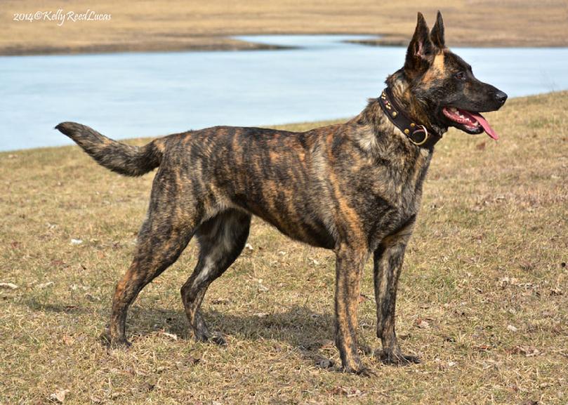 Dutch Shepherd puppies for sale at Cher Car Kennels