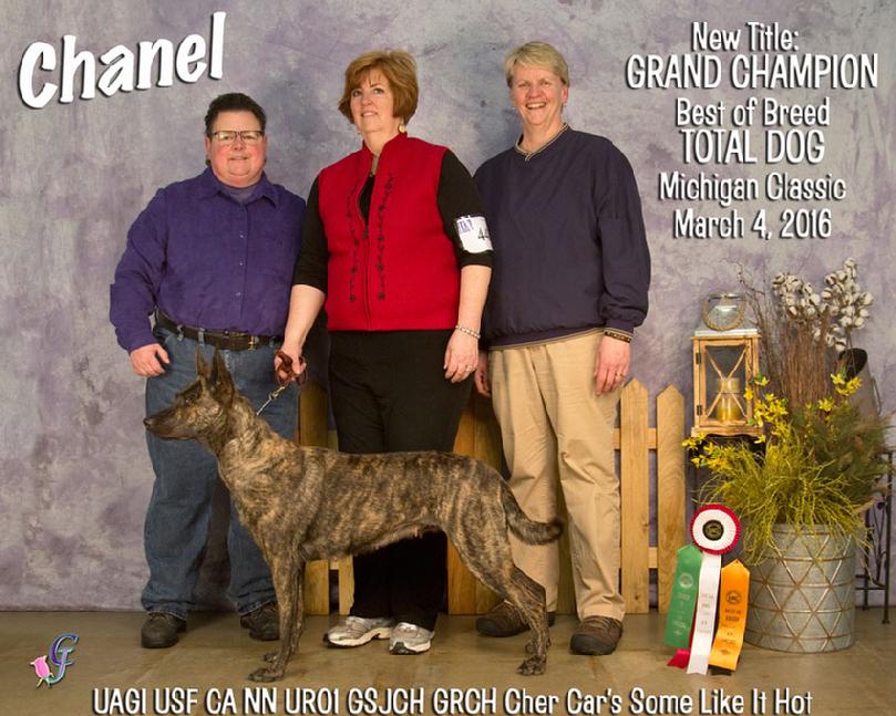 Dutch Shepherd puppies for sale at Cher Car Kennels