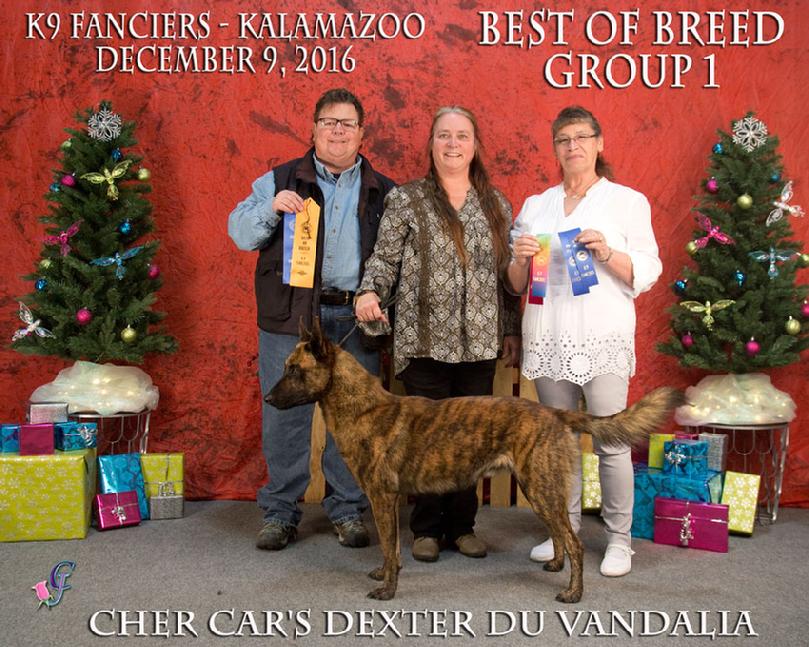 Dutch Shepherd puppies for sale at Cher Car Kennels