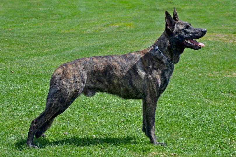 Dutch Shepherd puppies for sale at Cher Car Kennels