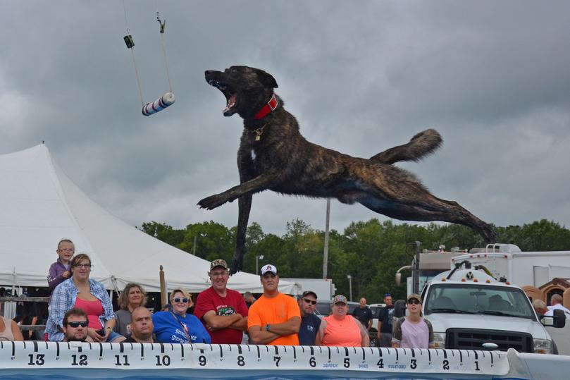 Dutch Shepherd puppies for sale at Cher Car Kennels