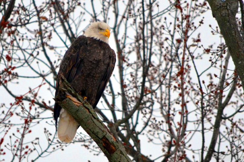 Bald Eagle 2016 ©CaroleField