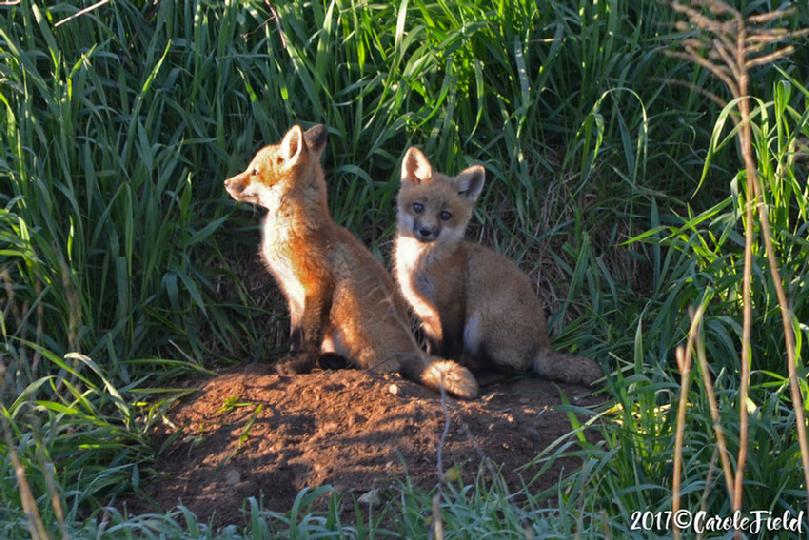 Red Fox Kits ©Carole Field