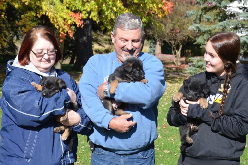 German Shepherd puppies for sale at Cher Car Kennels