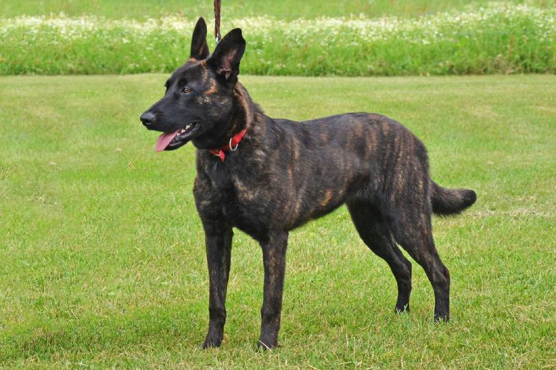 Dutch Shepherd puppies for sale at Cher Car Kennels