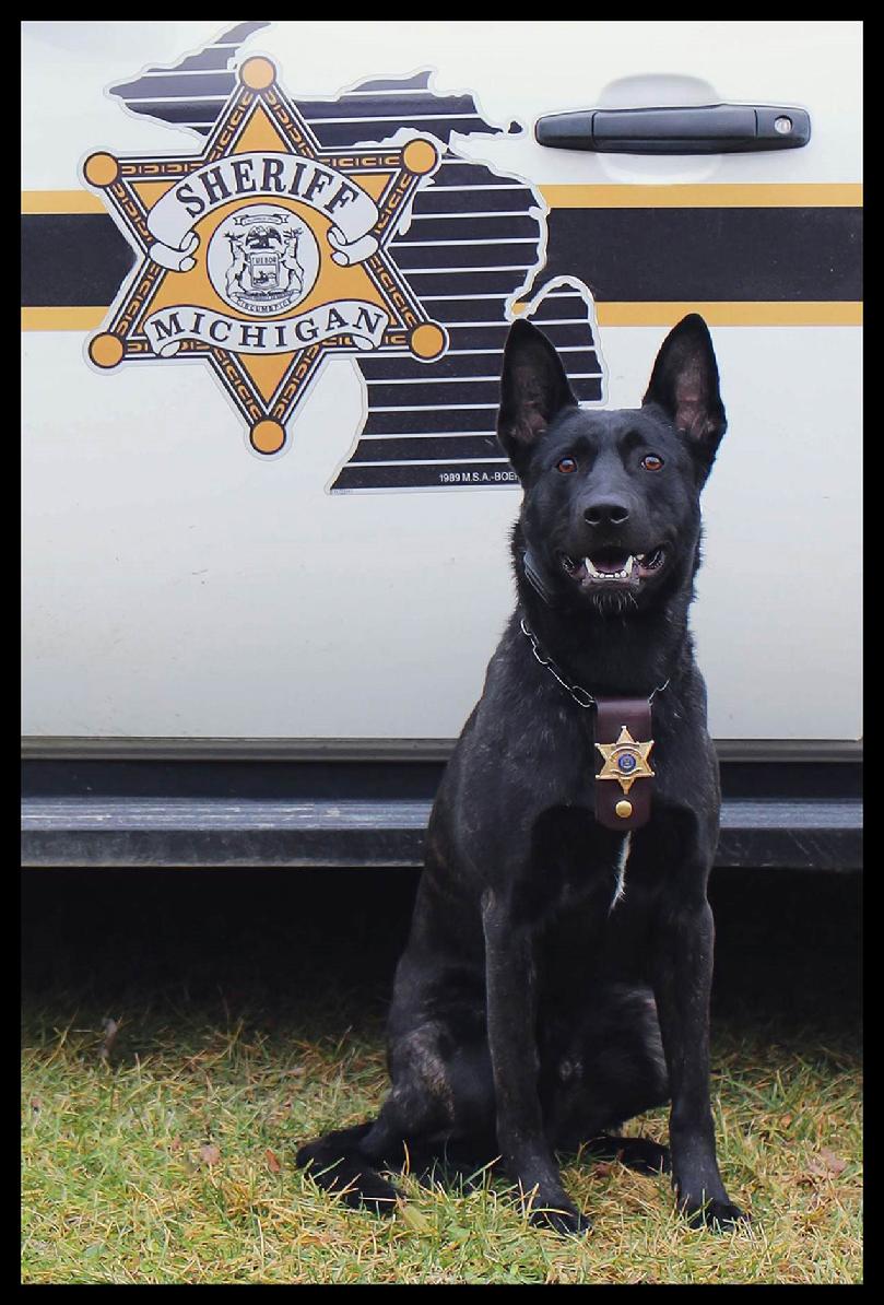 Dutch Shepherd Police K-9 at Cher Car Kennels