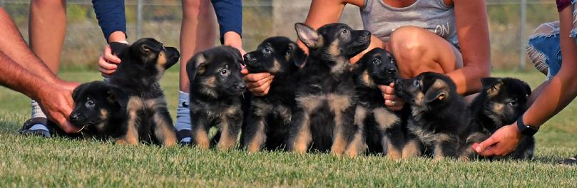 German Shepherd puppies for sale at Cher Car Kennels