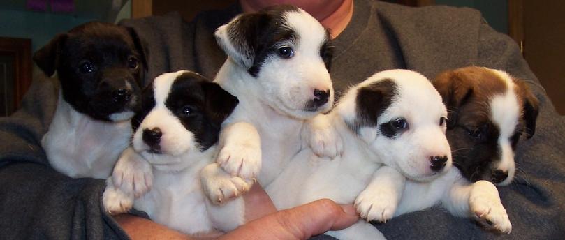 Jack Russell puppies at Cher Car Kennels