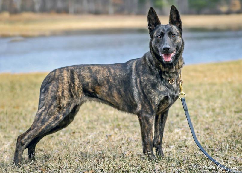 Dutch Shepherd puppies for sale at Cher Car Kennels