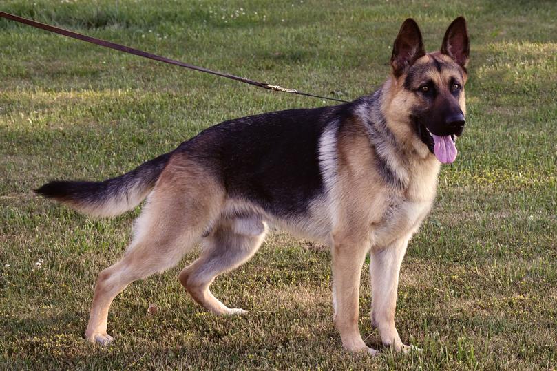German Shepherd puppies for sale at Cher Car Kennels