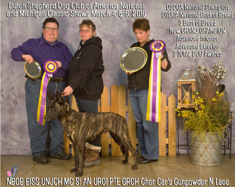 Dutch Shepherd GRCH "Lace" at Cher Car Kennels in St. Johns, Michigan