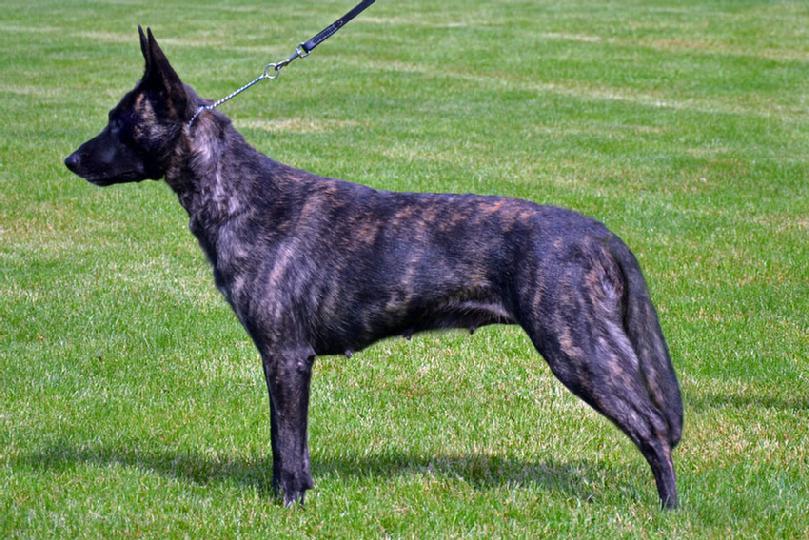 Dutch Shepherd GRCH Lace at Cher Car Kennels