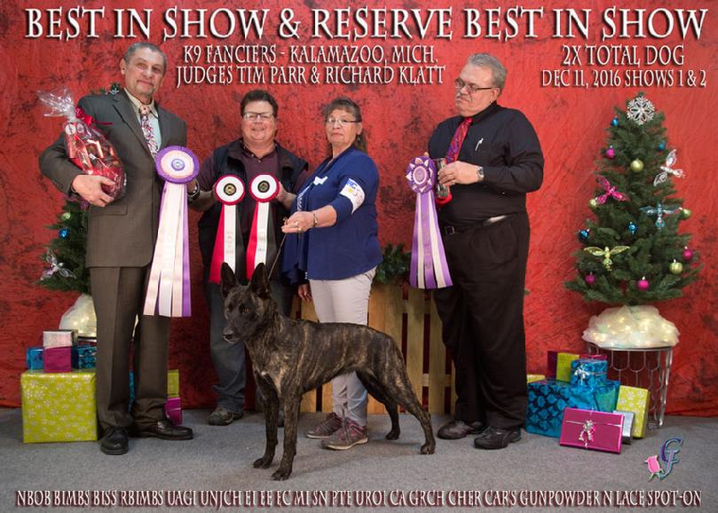 Dutch Shepherd puppies for sale at Cher Car Kennels