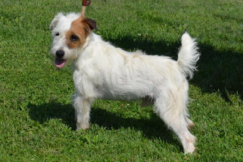 Parson Jack Russell Terrier puppies for sale at Cher Car Kennels