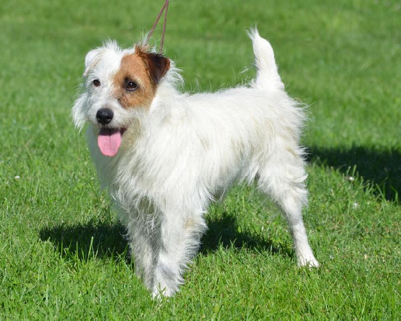 Parson Jack Russell Terrier puppies for sale at Cher Car Kennels
