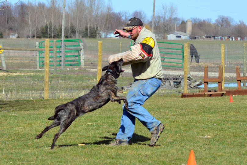 Dutch Shepherd bitework at Cher Car Kennels