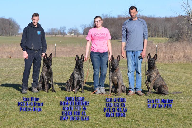 Dutch Shepherd Police Dog from Cher Car Kennels