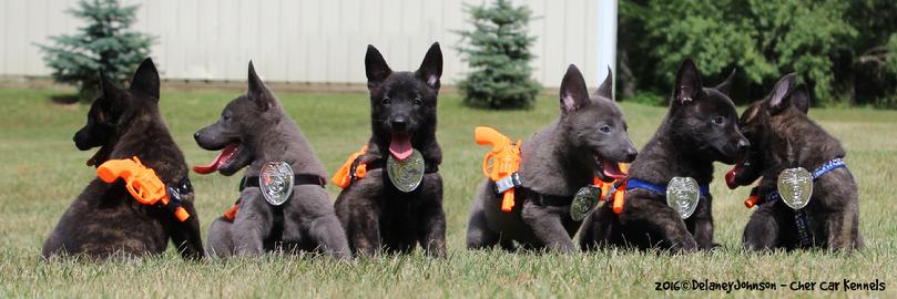 Dutch Shepherd Police K-9 at Cher Car Kennels
