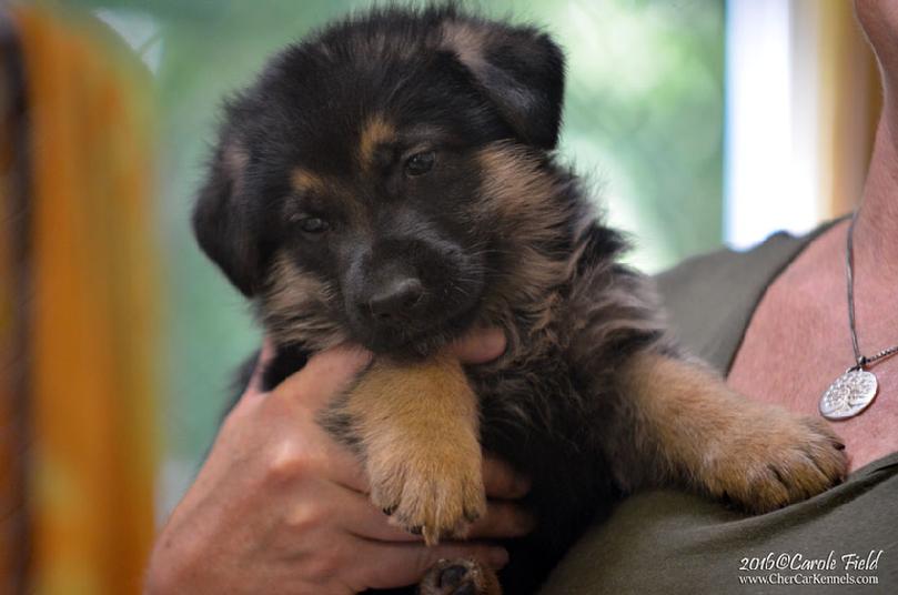 German Shepherd puppies for sale at Cher Car Kennels