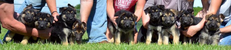 German Shepherd puppies for sale at Cher Car Kennels