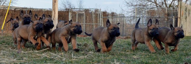 Belgian Malinois puppies for sale at Cher Car Kennels