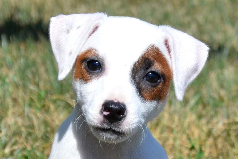 Parson Russell Terrier puppies for sale at Cher Car Kennels