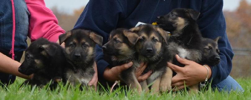 German Shepherd puppies for sale at Cher Car Kennels